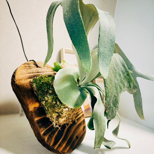 ビカクシダ　ホワイトアンドシャイン【現品】観葉植物　板付 ホワイトアンドシャイン P.white&shine(veitchii×bifurcatum)TC