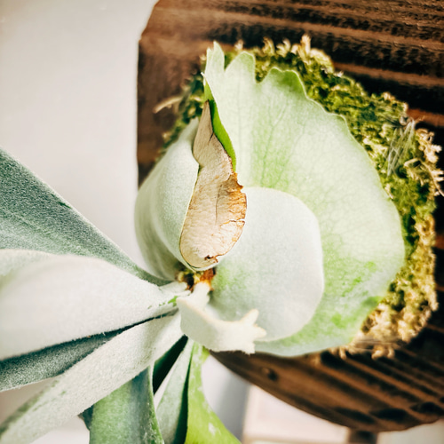 現品］プラティケリウム ホワイト&シャイン コウモリラン ビカクシダ