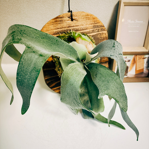 現品］プラティケリウム ホワイト&シャイン コウモリラン ビカクシダ