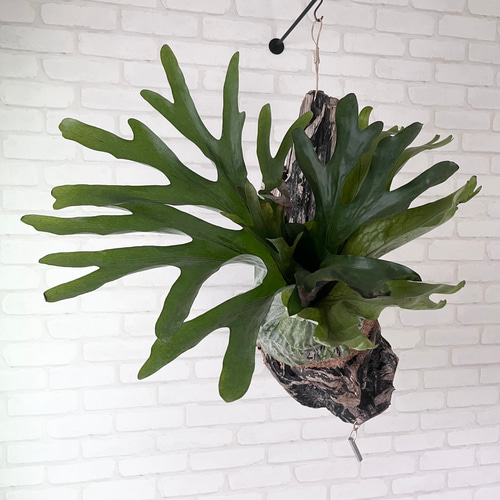a細葉　特大　観葉植物　ビカクシダ　コウモリラン　ハンギング ビカクシダ コウモリラン スパーバム 流木付け 観葉植物