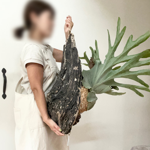 楽天市場】おしゃれ 観葉植物：ビカクシダ コウモリラン
