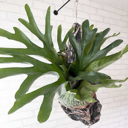 a細葉　特大　観葉植物　ビカクシダ　コウモリラン　ハンギング 楽天市場】コウモリラン ビカクシダ ハンギング プランター 観葉