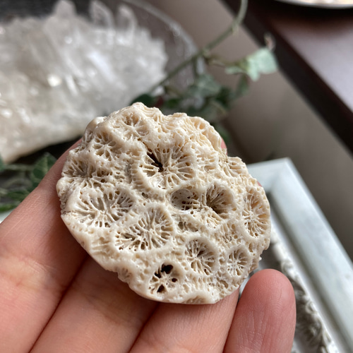 菊目石【「海花石」「菊銘石」】 原石 A 天然石 マスカレード 通販