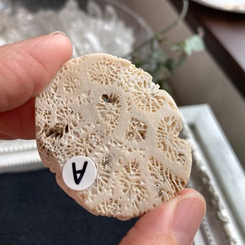 菊目石【「海花石」「菊銘石」】 原石 A 天然石 マスカレード 通販