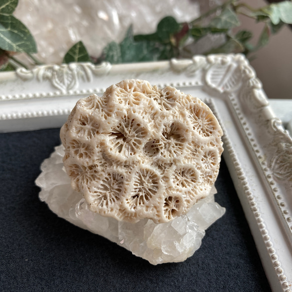 菊目石【「海花石」「菊銘石」】 原石 A 天然石 マスカレード