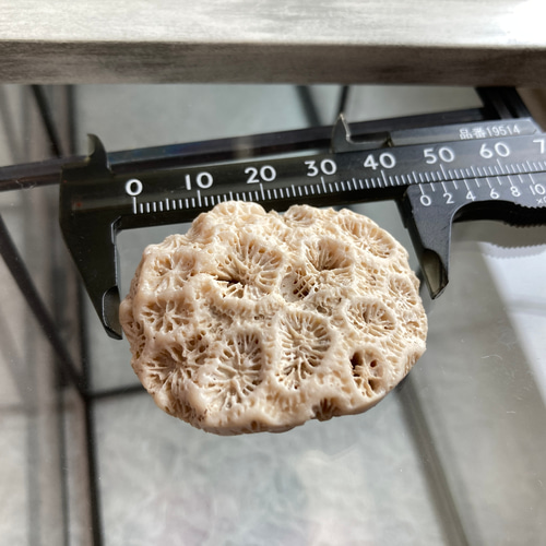 菊目石【「海花石」「菊銘石」】 原石 A 天然石 マスカレード 通販