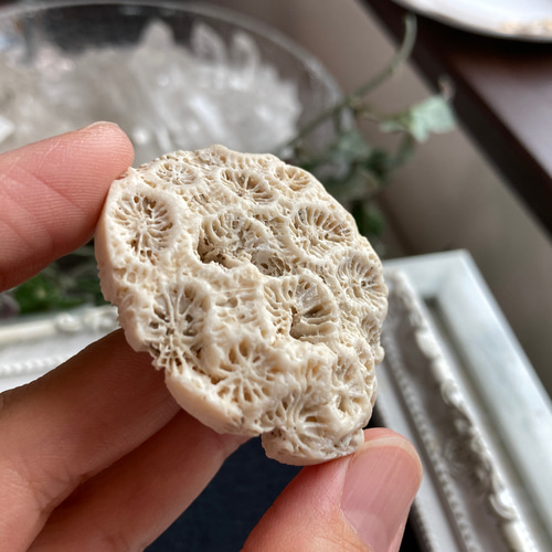 珊瑚　菊目石 和歌山県産 珊瑚(菊目石) 1.05kg｜天然石 原石 通販 キラリ石