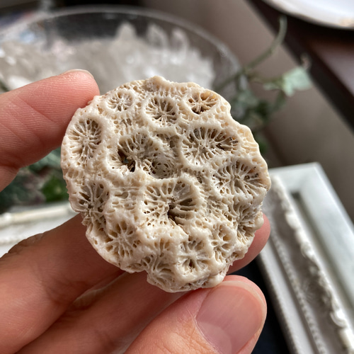 珊瑚　菊目石 和歌山産珊瑚 菊目石 868g/sg-02