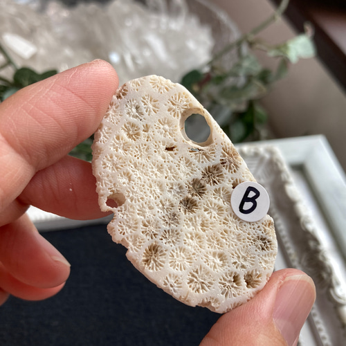 菊目石【「海花石」「菊銘石」】 原石 B 天然石 マスカレード