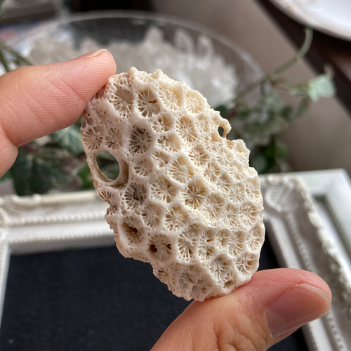 珊瑚　菊目石 和歌山県産 珊瑚(菊目石) 1.05kg｜天然石 原石 通販 キラリ石