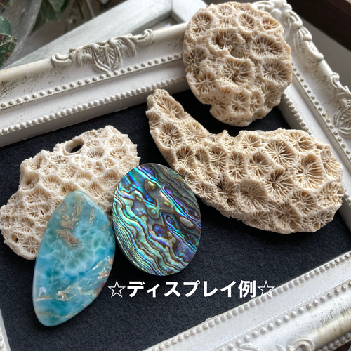 菊目石【「海花石」「菊銘石」】 原石 B 天然石 マスカレード 通販