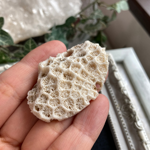 珊瑚　菊目石 和歌山県産 珊瑚(菊目石) 1.05kg｜天然石 原石 通販 キラリ石
