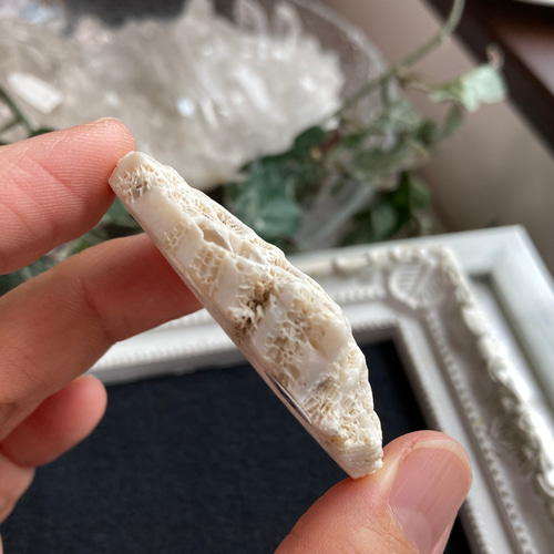 奄美群島産珊瑚  菊目石 天然石 海の宝石 ／貴重 インテリア オブジェ 最終値下げ】白化珊瑚 菊目石 白化サンゴ 天然 置き物 オブジェ