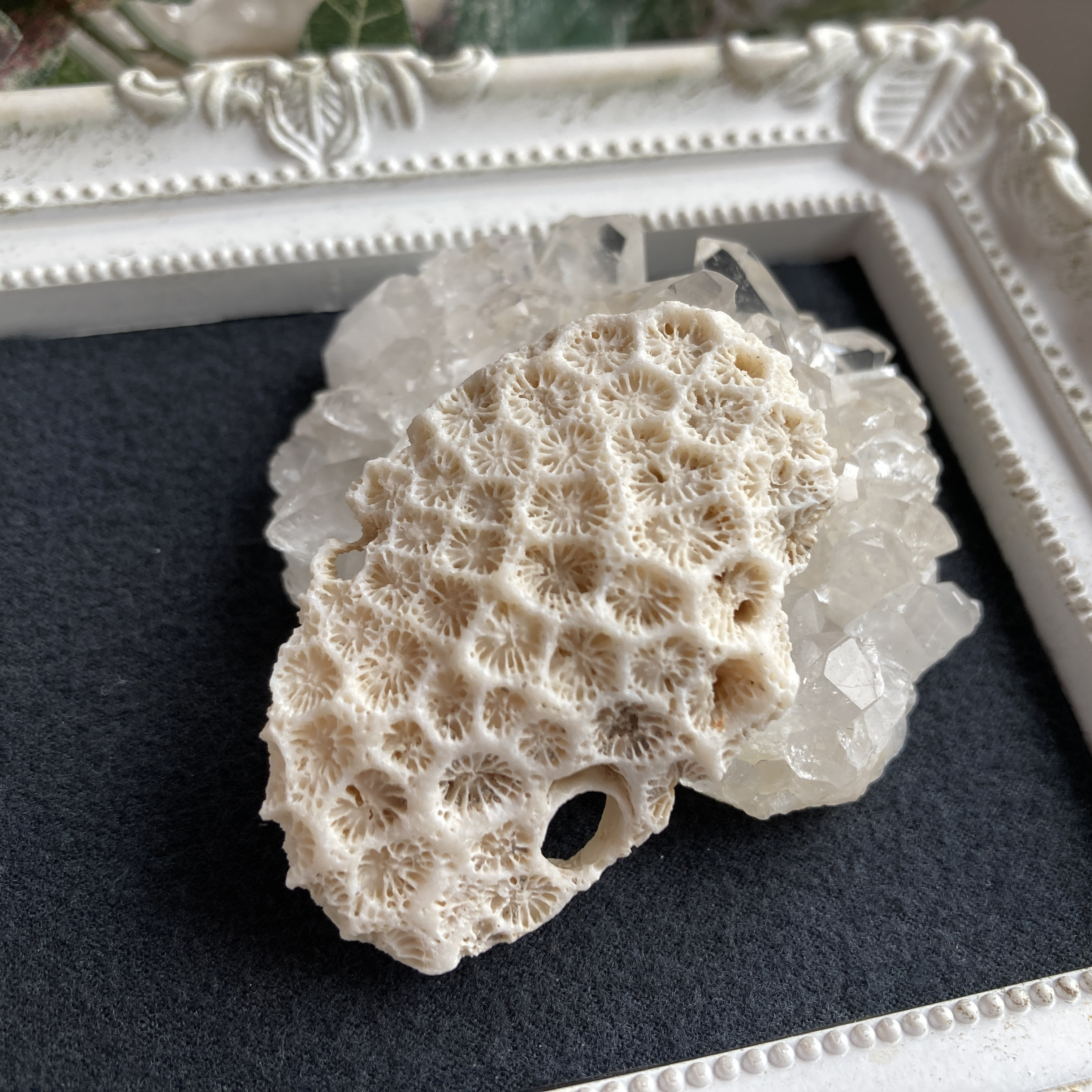 珊瑚　菊目石 和歌山県産 珊瑚(菊目石) 1.05kg｜天然石 原石 通販 キラリ石