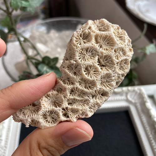 菊目石【「海花石」「菊銘石」】 原石 C 天然石 マスカレード 通販