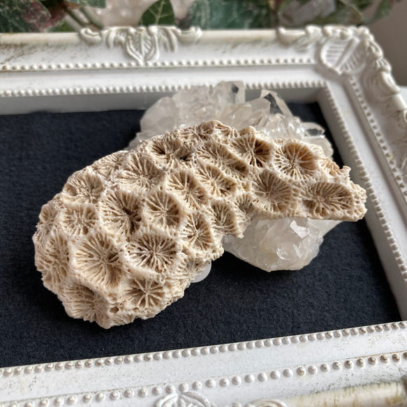 菊目石【「海花石」「菊銘石」】 原石 C 天然石 マスカレード 通販