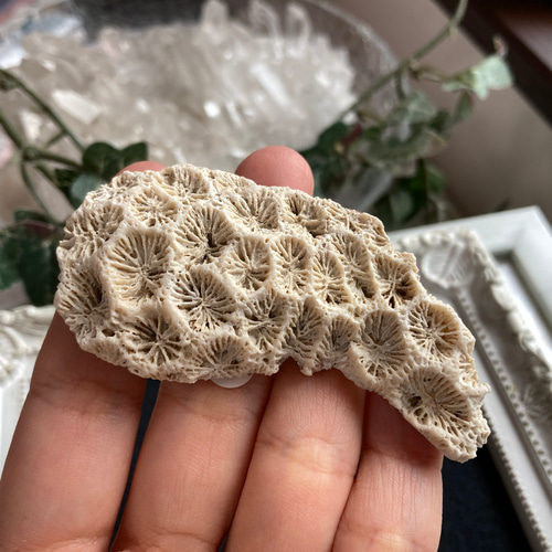 菊目石【「海花石」「菊銘石」】 原石 C 天然石 マスカレード 通販