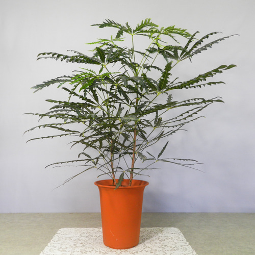楽天市場】（観葉植物）アラレア グリーンエレガンス 6号（1鉢