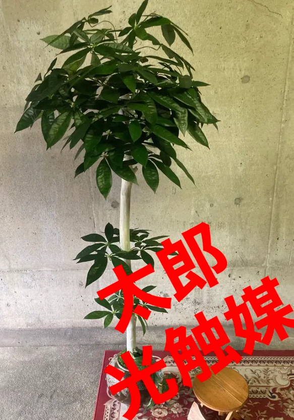 光触媒　人工観葉植物　ウォールグリーン　フェイクグリーン　アジアン風パキラ160