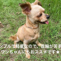 【迷子札】犬用　本革　丸革チョーカー　名入れ無料 2枚目の画像