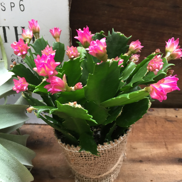 のいちご♡コンペイトウカクタス♡多肉植物♡セール 2枚目の画像