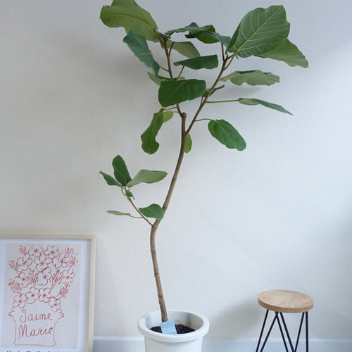 フィカス エベレスト ※頂芽未剪定 希少 インテリア 観葉植物　送料無料 フィカス エベレスト ※頂芽未剪定 希少 インテリア 観葉植物 送料無料