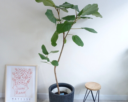 フィカス エベレストあります！！その他おすすめ観葉植物ご紹介