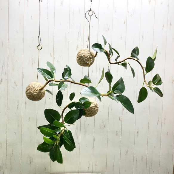 インテリア性抜群 クネクネ  空飛ぶフランスゴムの木  ハンギング 吊り  観葉植物 10枚目の画像