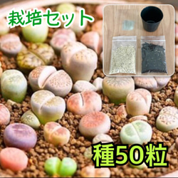 SALE❣️多肉植物 リトープス カラフル 10玉 1.4cm以上 抜き苗 多肉