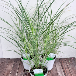 ce95138c5ff2359a09f758ec1a8887