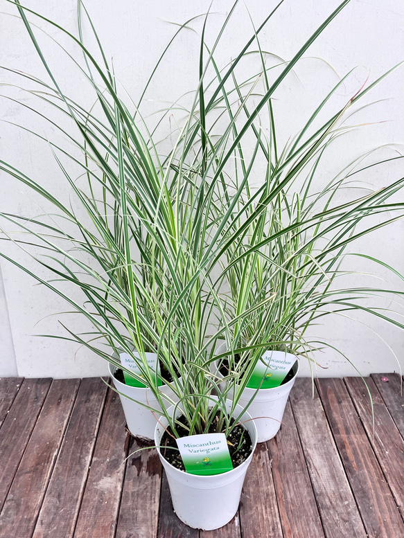 ミスカンサス＊カラーリーフ＊ススキ＊ガーデニング＊宿根草＊斑入り