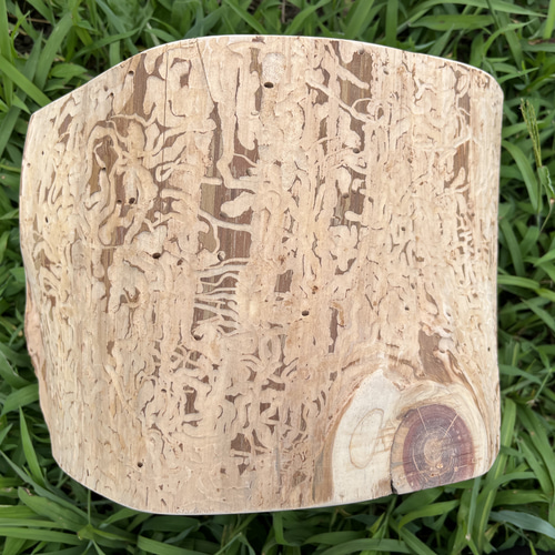 ヒノキ大きな丸太 虫食い跡のアート付き】スツール オブジェ