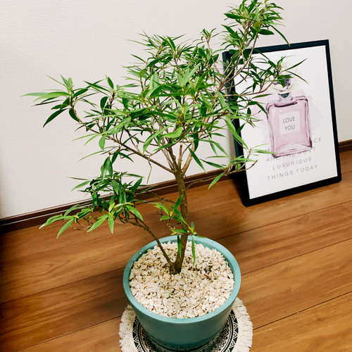 フィカス 観葉植物 陶器鉢付き 観葉植物 フィカスウンベラータ 6号 角高陶器鉢 インテリア ギフト