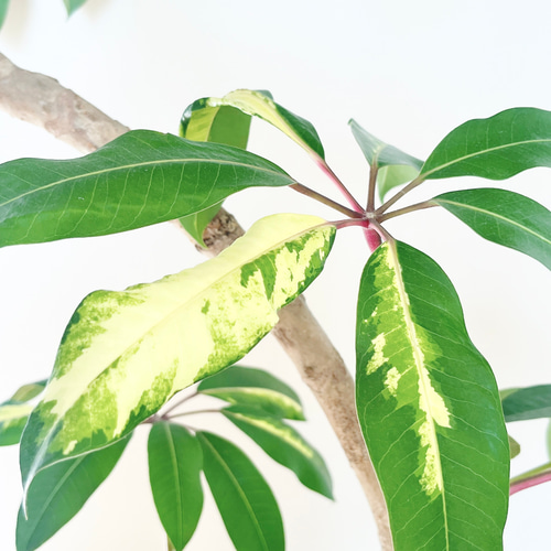 希少】ツピタンサス ゴールデンキング 曲がり Lサイズ 観葉植物 calm