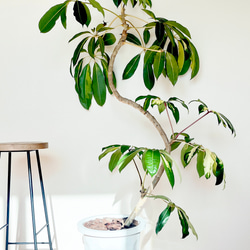 SALE！府内配達＆直接受取のみ 希少 ツピダンサス ゴールデンキング 10号 49c3a571bdd87b940de3a903fff8c8