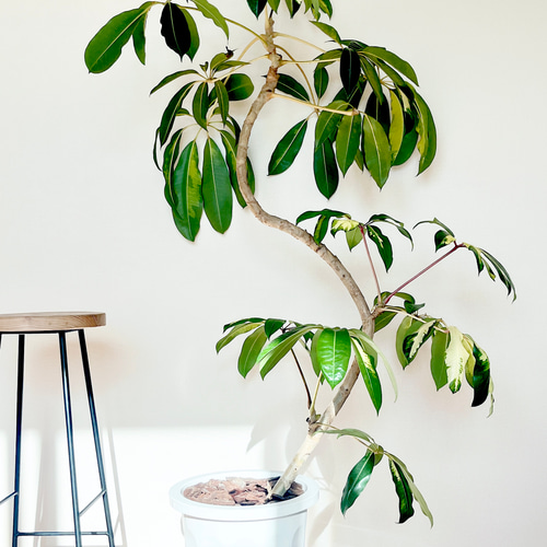 【Premium Plants】斑入り ツピタンサス ゴールデンキング 曲がり 希少】ツピタンサス ゴールデンキング 曲がり Lサイズ 観葉植物 calm