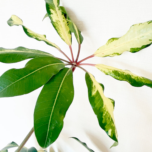 【Premium Plants】斑入り ツピタンサス ゴールデンキング 曲がり Premium Plants】斑入り ツピタンサス ゴールデンキング 曲がり 希少