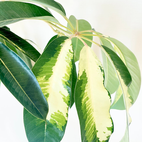 希少】ツピタンサス ゴールデンキング 曲がり Lサイズ 観葉植物 calm