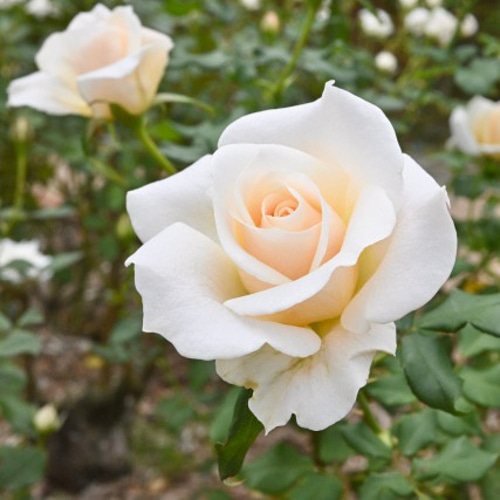 薔薇の花のアロマストーン ディフューザー・アロマポット aroma pour