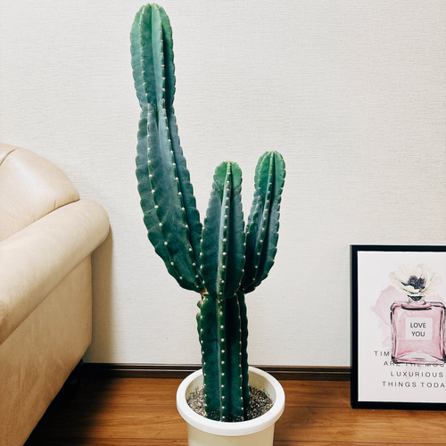 現品］1番 柱サボテン 鬼面角 ブランチ 3本 8号 観葉植物 棘無し
