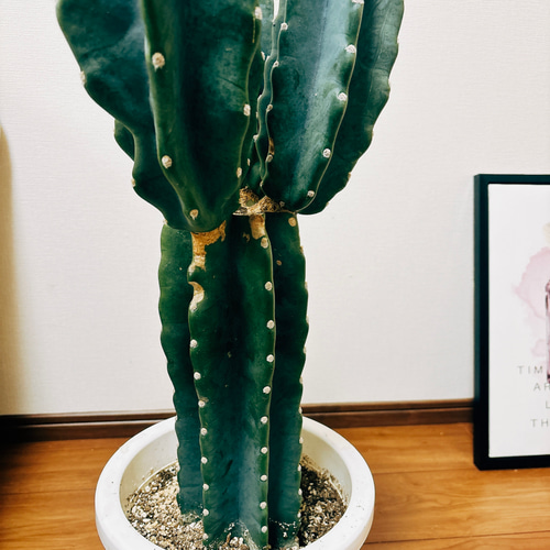 現品］1番 柱サボテン 鬼面角 ブランチ 3本 8号 観葉植物 棘無し