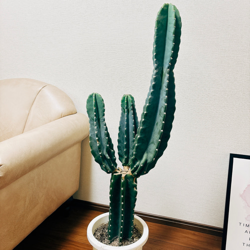 現品］1番 柱サボテン 鬼面角 ブランチ 3本 8号 観葉植物 棘無し