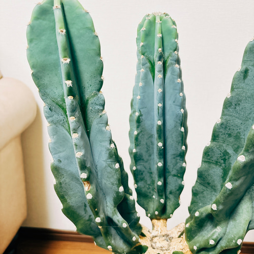 現品］1番 柱サボテン 鬼面角 ブランチ 3本 8号 観葉植物 棘無し