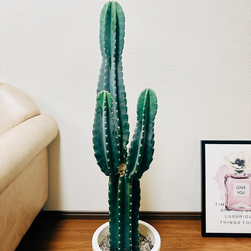 現品］1番 柱サボテン 鬼面角 ブランチ 3本 8号 観葉植物 棘無し