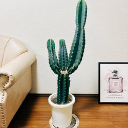 現品］1番 柱サボテン 鬼面角 ブランチ 3本 8号 観葉植物 棘無し