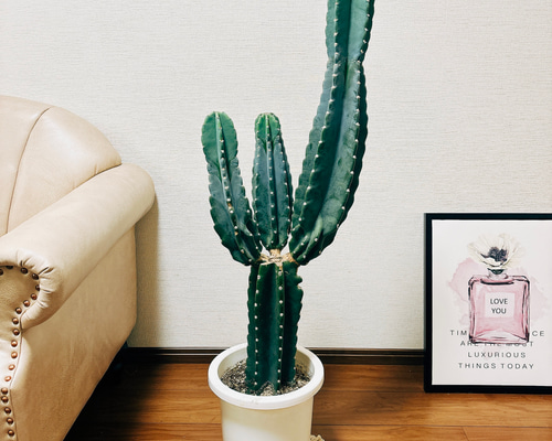 現品］1番 柱サボテン 鬼面角 ブランチ 3本 8号 観葉植物 棘無し