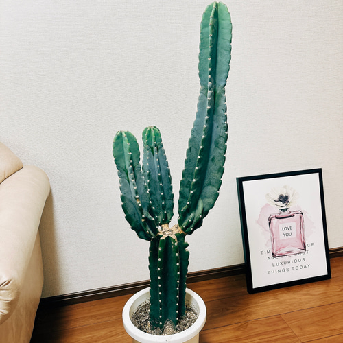 現品］1番 柱サボテン 鬼面角 ブランチ 3本 8号 観葉植物 棘無し