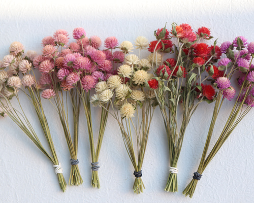 ゆうだち　赤いセミ 👖🟥🖊️ LEVI'S Big E Red tab History リーバイスの象徴とも