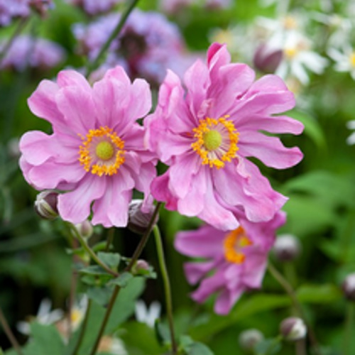 八重咲き秋明菊☆シュウメイギク☆淡ピンクのふわふわ花☆6号スリット