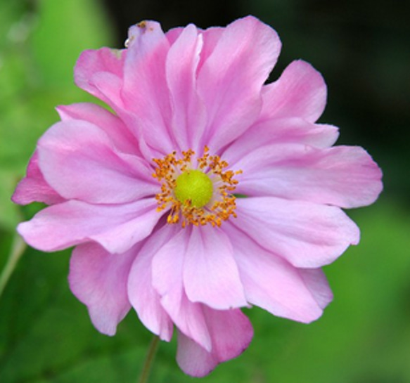 八重咲き秋明菊☆シュウメイギク☆淡ピンクのふわふわ花☆6号スリット